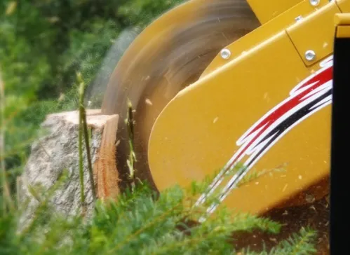 Stump ground flush with the surrounding lawn