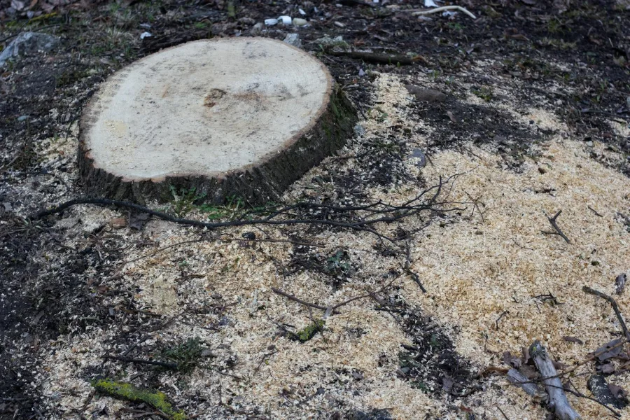 A freshly cut tree stump surrounded by sawdust, ready for grinding
