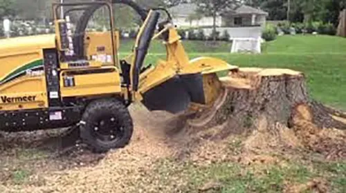 Tree stump being ground down by the Vermeer grinder