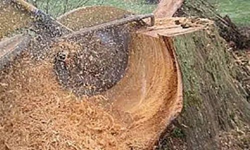 Surface roots ground away cleanly