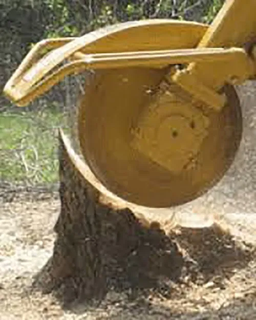 Stump grinding job from start to finish